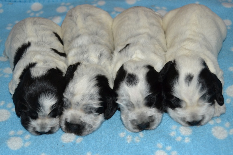 1fenka, 2.pejsek, 3.fenka, 4.pejsek.JPG